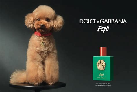 dolce gabbana fefe perfume